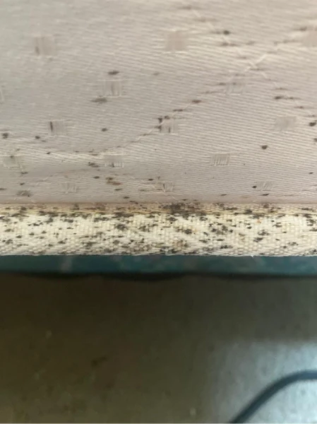 Professional Pest Control